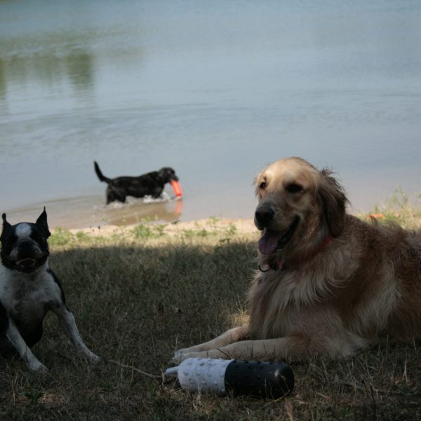 dog-boarding-training-mchenry-il-100