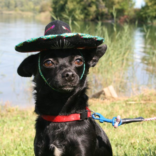 dog-boarding-training-mchenry-il-104