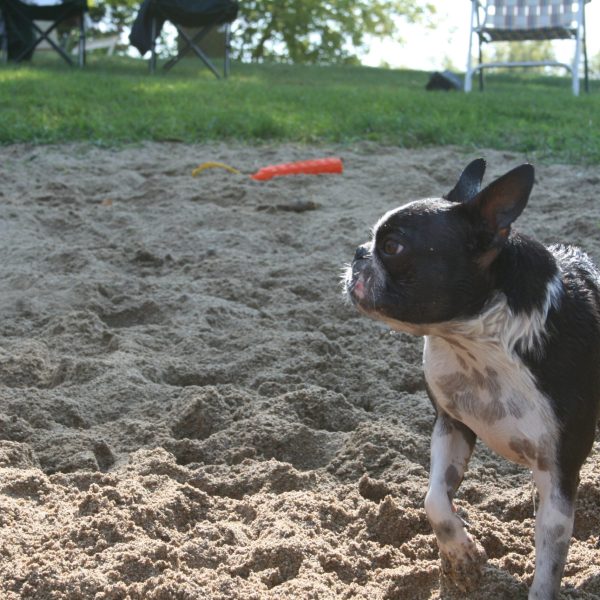 dog-boarding-training-mchenry-il-109