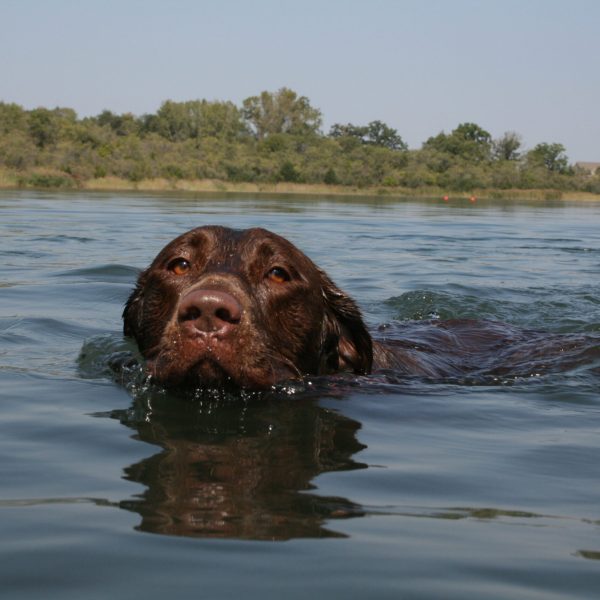 dog-boarding-training-mchenry-il-110