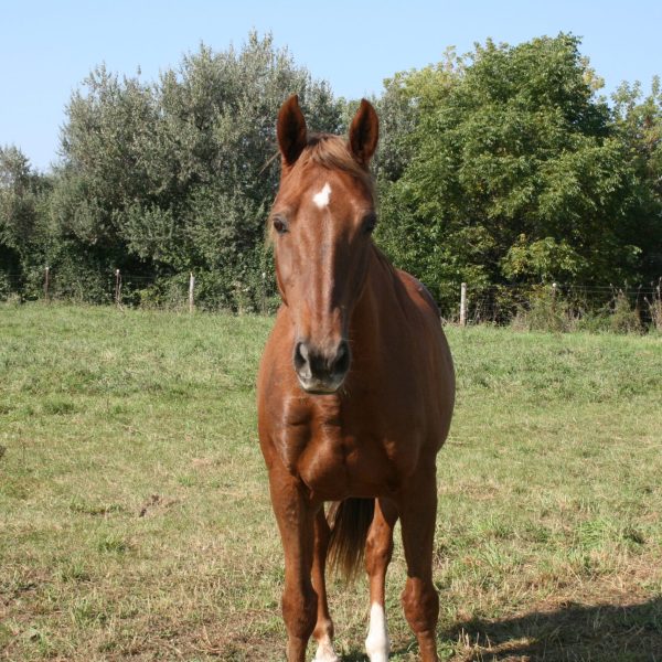 dog-boarding-training-mchenry-il-114