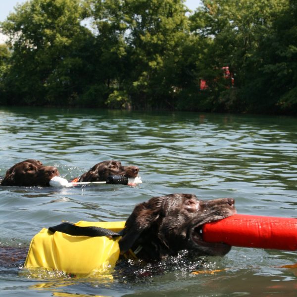 dog-boarding-training-mchenry-il-122