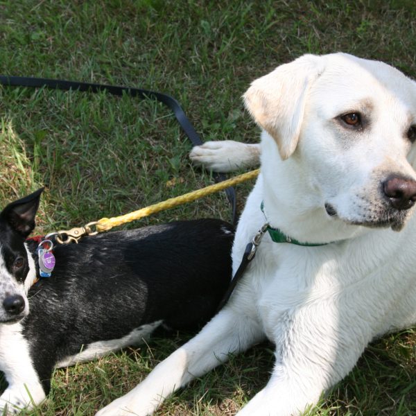 dog-boarding-training-mchenry-il-123