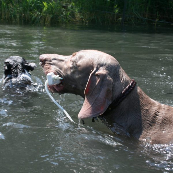 dog-boarding-training-mchenry-il-125