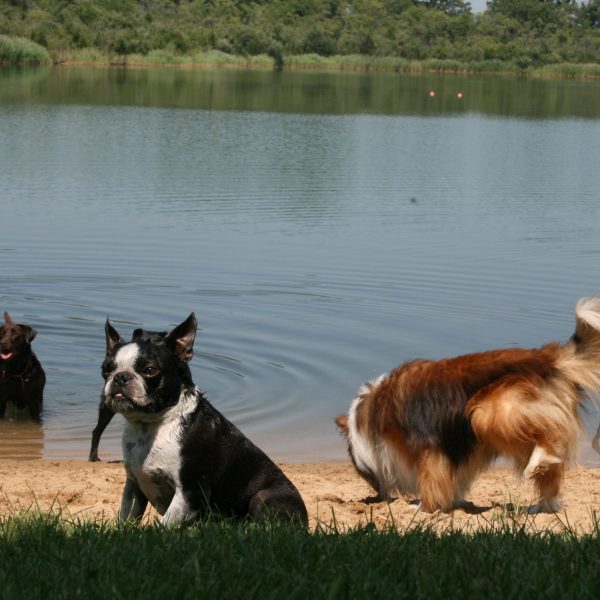 dog-boarding-training-mchenry-il-126