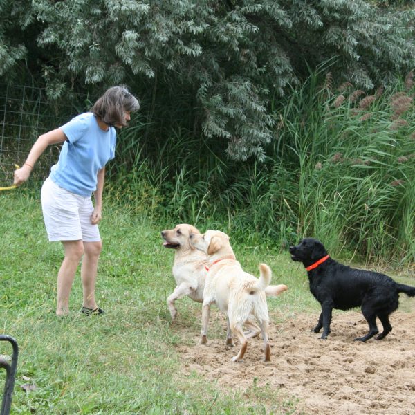 dog-boarding-training-mchenry-il-135