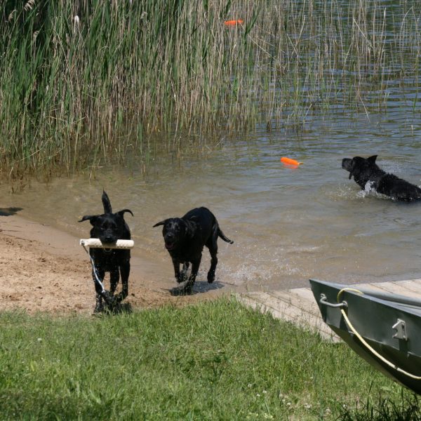 dog-boarding-training-mchenry-il-139
