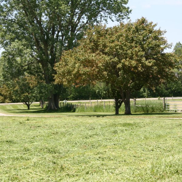 dog-boarding-training-mchenry-il-145