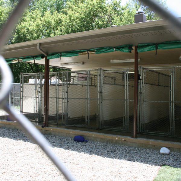 dog-boarding-training-mchenry-il-148