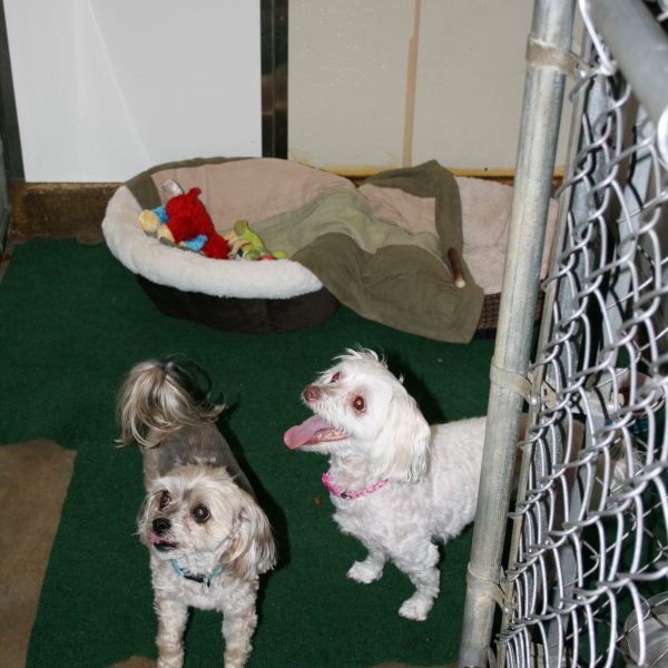 dog-boarding-training-mchenry-il-151