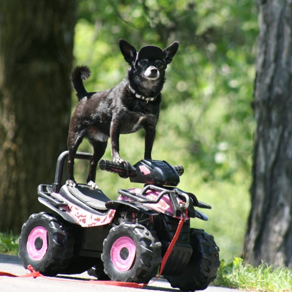 dog-boarding-training-mchenry-il-154