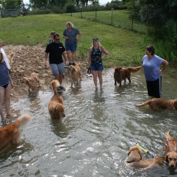 dog-boarding-training-mchenry-il-158